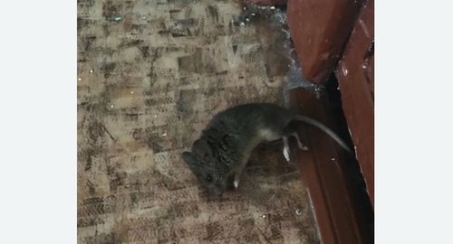 Дезинфекция от мышей в Посёлке Дубровка